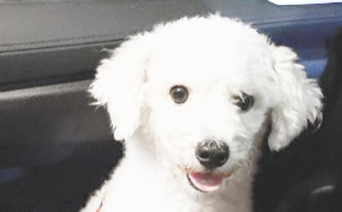 可爱的小狗观察日记