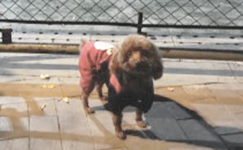 有关小狗的日记范文集锦8篇