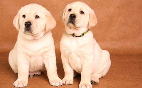 小狗观察日记四年级