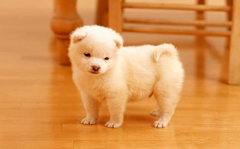 我家的小狗日记