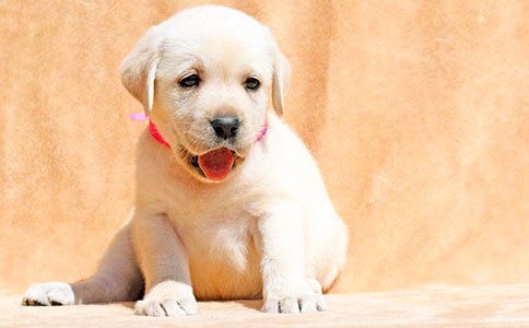 观察小狗收获日记范文