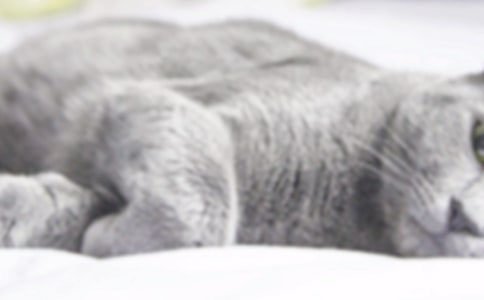 小猫的观察日记