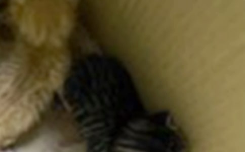 小猫观察日记15篇