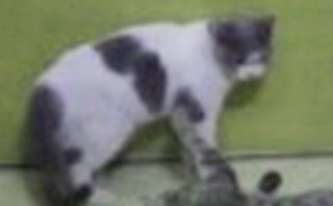 可爱的小猫日记