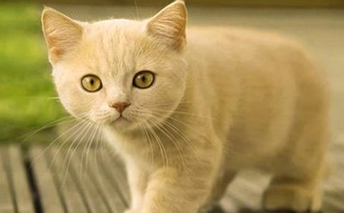 小猫的日记15篇