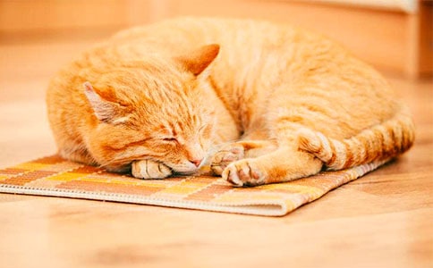 可爱的小猫日记