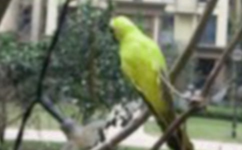 描写捉小鸟周记