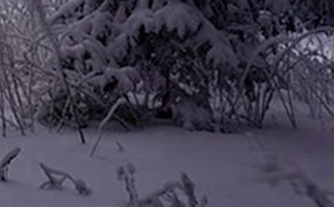 关于小雪节气经典古诗