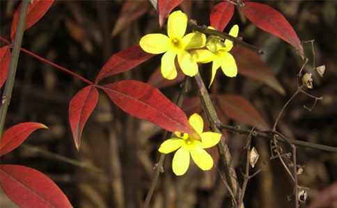 代迎春花招刘郎中