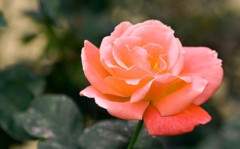 月季花的观察日记