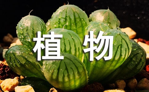 植物观察日记(共15篇)