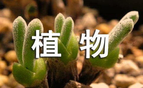 观察植物的生长日记